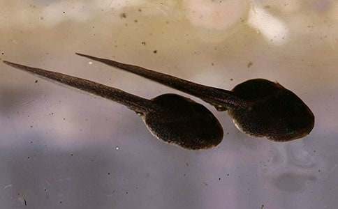 С��ˇ�g�̰���С��򽣨ͨ��15ƪ��