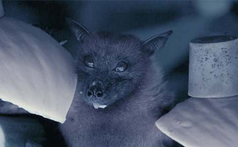 ���c�������������