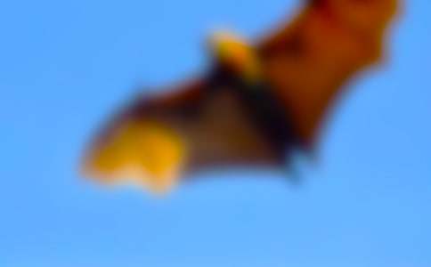 һֻ������������ģ����x12ƪ��