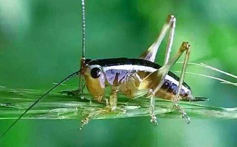 �ؑ����׽������