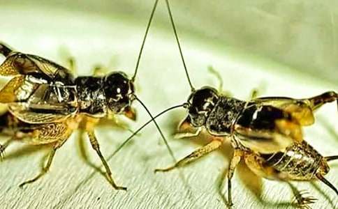 �¹��µ���700������