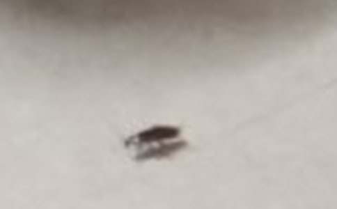 蟑螂作文600字3篇