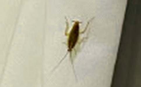 ������꼉����