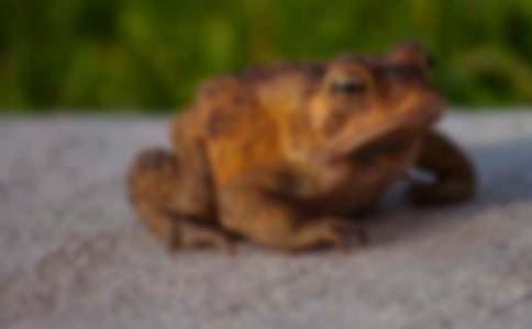 �茑��ܵĳ�������400��