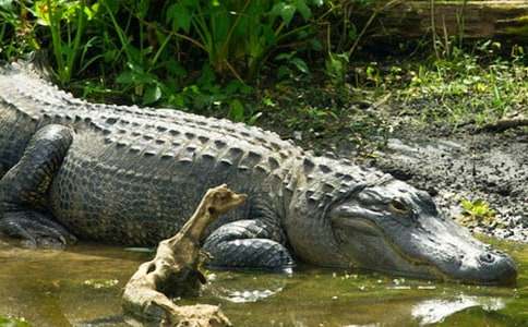 �{�~÷����ͯԒ����