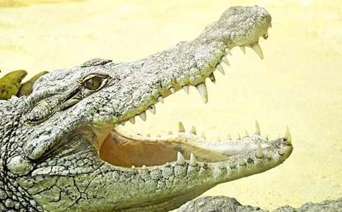 鱷魚小學四年級作文