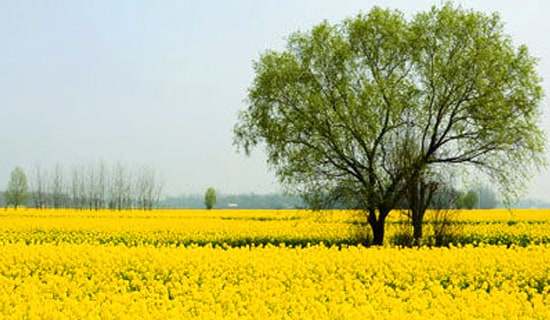 �а�����̰���ֻС��ȥ���η�˼